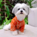 Front view of a dog wearing an orange cotton dog kurta with a festive print