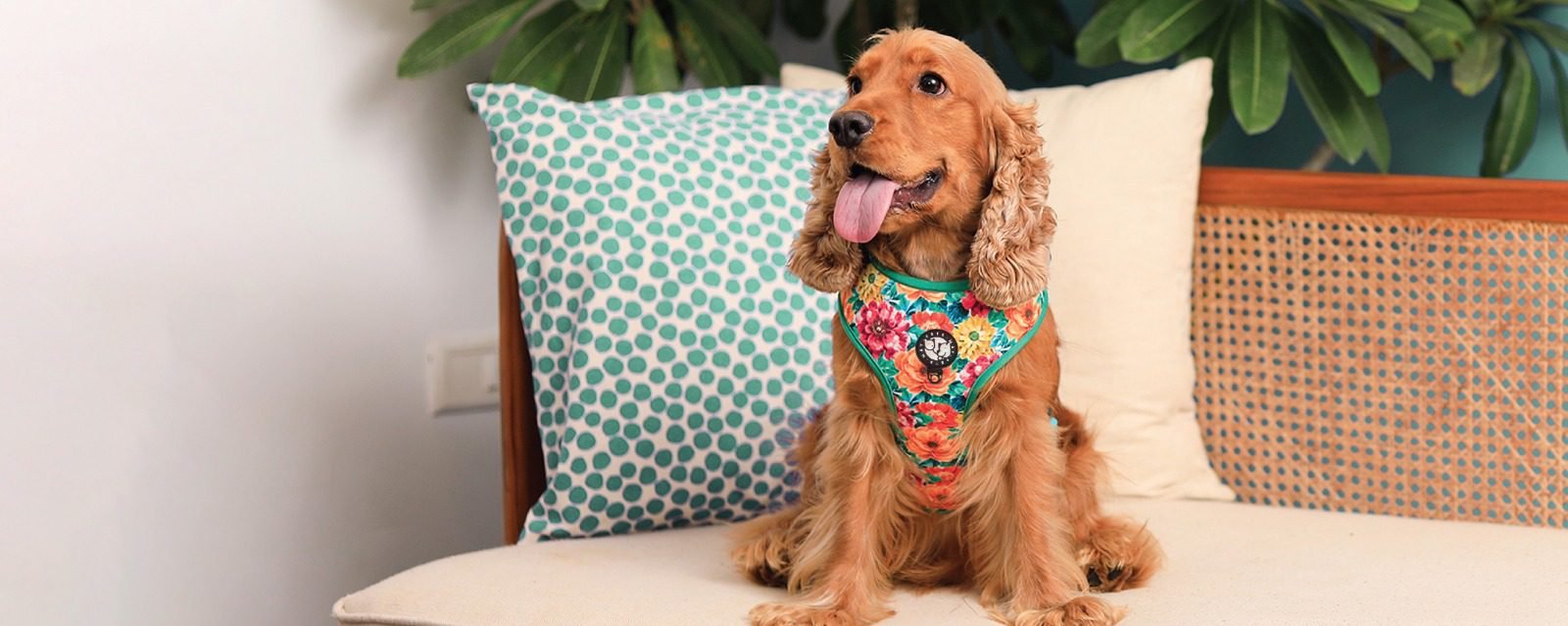 Petsway banner with Dog wearing Bandana and smiling with the dress