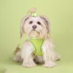 Neon Cloud Fit Harness