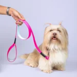 fuchsia dog leash held while walking dog