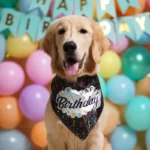 printed black satin dog bandana close-up on golden retriever